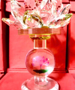 Sen Đế Cao 10cm